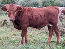 Dani Boy x safari Dove BULL 