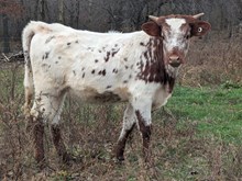 Hicks Sunny Girl MB