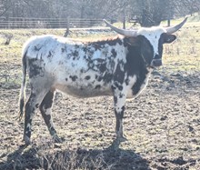 Hicks Belle Star