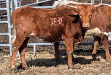 Hicks Neosho