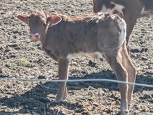 Blowtorch x Jackie 4328 bull