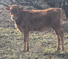 Blowtorch x Heatstroke heifer 