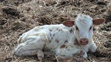Blowtorch x Seoul heifer 