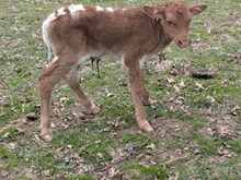 Blowtorch x JL 720 bull