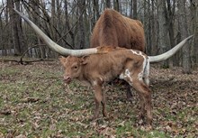Woody x Sunny heifer