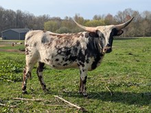 Hicks Belle Star