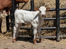 Woody x Legacy Bull