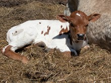 Spanster x Cinnamon bull