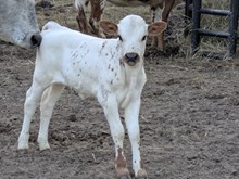 Spanster x Summer heifer