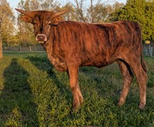 Hicks Perdita 