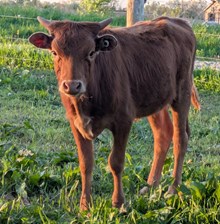 Blowtorch x Heatstroke heifer 