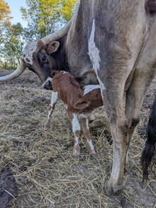 Spanster x Dani Mari heifer 