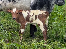 Spanster x BABY Doll bull