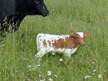 Rebar x Baby goo heifer