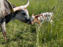 Spanster x Glitter bull