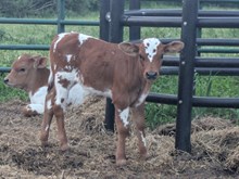 Spanster x Annie O bull 