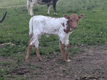 Woody  x Evolution heifer