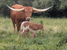 Woody x Turtle Dove bull
