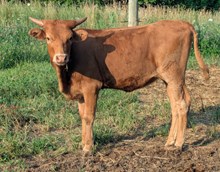 Blowtorch x Heatstroke heifer 