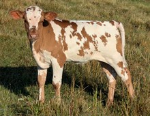 Spanster x Glitter bull