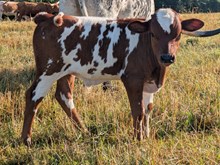 Spanster x BABY Doll bull