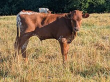 Woody x Cherry bull