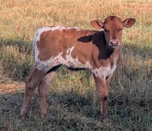 Woody x Turtle Dove bull