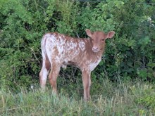 Woody x Jane Heifer