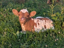 Josie's bull calf