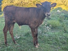 Woody x Robbie bull