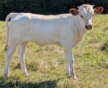 Woody x Siren heifer