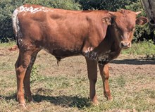 Woody x Cherry bull