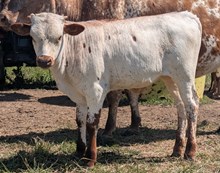 Woody x Melinda Bull