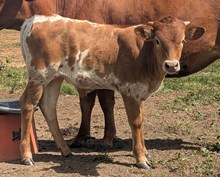 Woody x Turtle Dove bull