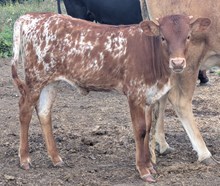 Woody x Jane Heifer