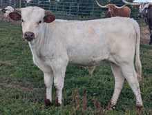 Woody x Legacy Bull