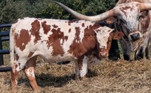 Spanster x Glitter bull