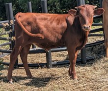Spanster x Goodtime Annie Bull 