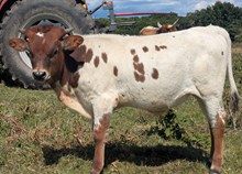Spanster x Cinnamon bull