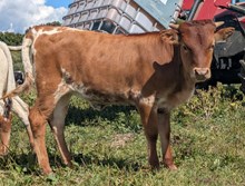 Woody x Sunny heifer