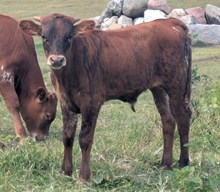 Woody x Robbie bull