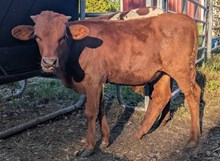Rebar x Dani Pie bull