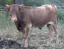 Blowtorch x Jackie 4328 bull