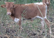 Blowtorch x JL 720 bull