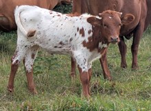 Woody  x Evolution heifer