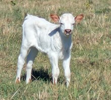 Dutton x Caroline heifer