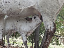 Spanster x Sage bull