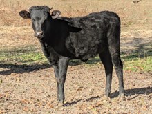 Rebar x Belle Star heifer