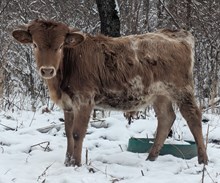 Woody x Turtle Dove bull