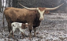 Spanster x Fire Alarm heifer